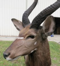 African Nyala Full Body Mount on Wood Oak Stained Base with decorative imitation grasses  - $800.00 - Pick Up Only