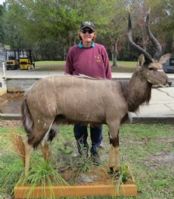 African Nyala Full ...