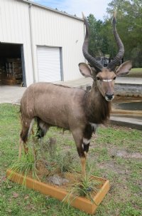 African Nyala Full Body Mount on Wood Oak Stained Base with decorative imitation grasses  - $800.00 - Pick Up Only