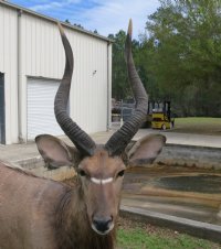 African Nyala Full Body Mount on Wood Oak Stained Base with decorative imitation grasses  - $800.00 - Pick Up Only