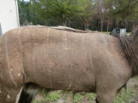 African Nyala Full Body Mount on Wood Oak Stained Base with decorative imitation grasses  - $800.00 - Pick Up Only