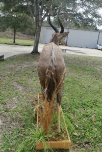 African Nyala Full Body Mount on Wood Oak Stained Base with decorative imitation grasses  - $800.00 - Pick Up Only