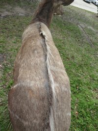 African Nyala Full Body Mount on Wood Oak Stained Base with decorative imitation grasses  - $800.00 - Pick Up Only