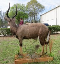 African Nyala Full Body Mount on Wood Oak Stained Base with decorative imitation grasses  - $800.00 - Pick Up Only
