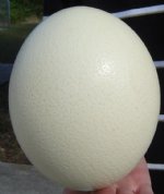 5 inches to 6 inches Wholesale Empty Ostrich Eggs imported from South Africa - Minimum: 2 pcs @ 18.00 Each 