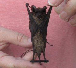 Wholesale Mummified hanging Javan Giant Mastiff bat  3-1/4 inches up to 4-1/4 inches - $16.00 each
