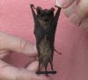 Wholesale Mummified hanging Javan Giant Mastiff bat (otomops formosus) measuring 3-1/4 inches up to 4-1/4 inches - You will receive one similar to the one pictured for $16.00 each; 4 or more @ $14.40 each