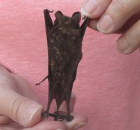 Wholesale Mummified hanging Javan Giant Mastiff bat  3-1/4 inches up to 4-1/4 inches - $16.00 each
