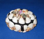 Oval Small shell covered boxes wholesale 3-1/2 inches  for beach wedding favors and shell gifts - Packed 6  @ $2.50 each