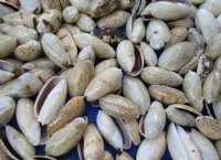 Wholesale Mixed Olive Shells, shiny shells for crafts, 1" to 1-1/2" - 1 kilo (Min: 2) @ $5.00/kilo