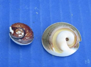 Wholesale Ram's Horn Operculum shells 1/2 to 1 inch in size - 100 pcs @ $.27 each; 500 pcs @ $.23 each