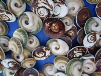 Wholesale Ram's Horn Operculum shells 1/2 to 1 inch in size - 100 pcs @ $.27 each; 500 pcs @ $.23 each
