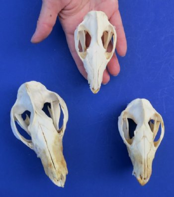 North American Opossum Skulls Wholesale - $40.00 each; 4 pcs @ $36.00 each