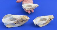 North American Opossum Skulls Wholesale - $40.00 each; 4 pcs @ $36.00 each