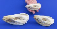 North American Opossum Skulls Wholesale - $40.00 each; 4 pcs @ $36.00 each