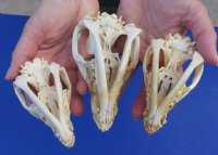 North American Opossum Skulls Wholesale - $40.00 each; 4 pcs @ $36.00 each