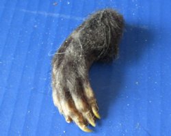2 to 3 inch North American Opossum Feet - 5 pcs @ $3.00 each; 20 pcs @ $2.70 each