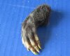 Wholesale North American Opossum Feet which have been cured in Borax, measuring 2 to 3 inches straight length - Packed: 5 pcs @ $3.50 each; Packed: 20 pcs @ $3.00 each