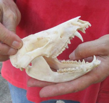 Opossum Skull, Possum Skulls, Hand Picked 