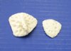 Wholesale Alligator Osteoderm bone 1" to 1-3/4" - Packed: 10 pcs @ $1.15 each; Packed: 50 pcs @ $1.00 each