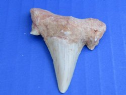 Wholesale Fossil Otodus  Moroccan Shark tooth - 1-1/2 inch to 2 inch - 3 pcs @ $4.50 each; 12 pcs @ $4.05 each