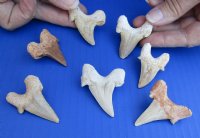 Wholesale Fossil Otodus  Moroccan Shark tooth - 1-1/2 inch to 2 inch - 3 pcs @ $4.50 each; 12 pcs @ $4.05 each