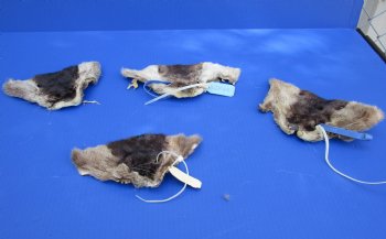 Wholesale Otter Face Pelts 6-1/2 inches to 8 inches - 2 pcs @ $5.00 each; 12 pc @ $4.50 each