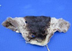 Wholesale Otter Face Pelts 6-1/2 inches to 8 inches - 2 pcs @ $5.00 each; 12 pc @ $4.50 each