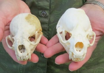 North American Otter Skulls Wholesale - $47 each; 6 or more @ $42 each  