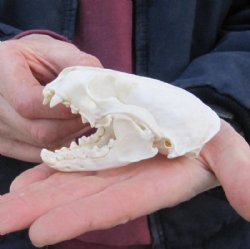 Otter Skulls Hand Picked Pricing