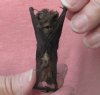 Wholesale Mummified hanging Brown pipistrelle bat (pipistrellus imbricatus) measuring 2-1/2 inches up to 3-1/4 inches - You will receive one similar to the one pictured for $14.00 each; 4 or more @ $12.60 each