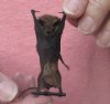 Wholesale Mummified hanging Javan pipistrelle bat (pipistrellus javanicus) measuring 2-1/2 inches up to 3-1/4 inches - You will receive one similar to the one pictured for $14.00 each; 4 or more @ $12.60 each