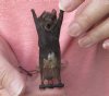 Wholesale Mummified hanging Kuhl's pipistrelle bat (pipistrellus kuhlii) measuring 2-3/4 inches up to 3-1/4 inches - You will receive one similar to the one pictured for $14