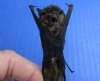 Wholesale Mummified hanging Least pipistrelles bat (pipistrellus tenuis) measuring 2-3/4 inches up to 3-1/4 inches - You will receive one similar to the one pictured for $14.00 each; 4 or more @ $12.60 each