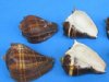 Wholesale Pacific Crown Conch shells, Melongena patula 4" to 4-3/4" - Packed: 10 pcs @ $.90 each; Packed: 60 pc @ $.80 each