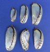 Copper Undertone Wholesale Pearl Abalone Shell Pendants with rose gold plated trim - Bag of 25 @ .58 each