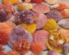 Wholesale colorful pecten nobilis scallop shells 2-1/2" to 3-1/2" - Case of 20 kilos @ $3.00 kilo