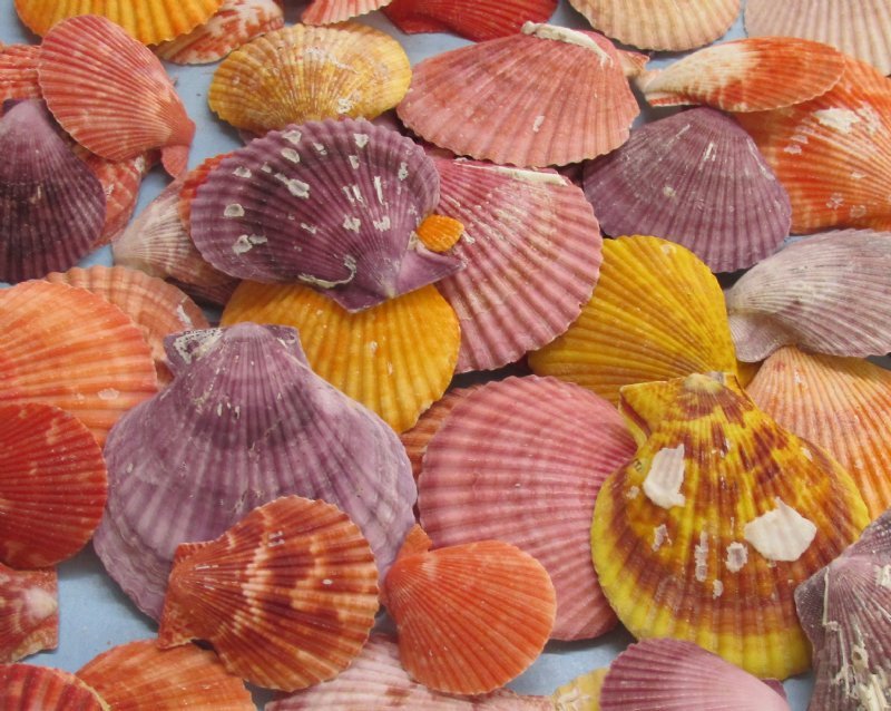 Wholesale colorful pecten nobilis shells in bulk kilo bags
