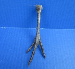 4-1/2 to 5 inch Pheasant Feet - 5 pcs @ $2.25 each; 20 pcs @ $2.00 each