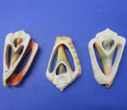 Wholesale Center Cut Strawberry Strombus seashells 1-1/2" to 2"  - 100 pieces @ .15 each; 500  pcs @ .13 each