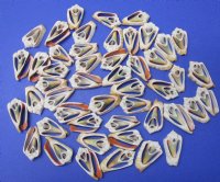 Wholesale Center Cut Strawberry Strombus seashells 1-1/2" to 2"  - 100 pieces @ .15 each; 500  pcs @ .13 each