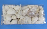8" X 4" X 1-1/2" Wholesale White & Pearl Shells Filled Clear Gift Box with decorative ribbon for Beach Wedding Favors - Case of 48 @ $4.10 each