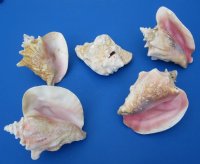 Wholesale Slit-Back Pink Conch Shells 6 inches to 7-3/4  inches (some will have broken edges) - Case of 15 pcs @ $8.00 each