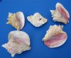 Wholesale Slit-Back Pink Conch Shells 6 inches to 7-7/8 inches (some will have broken edges) - Case of 15 pcs @ $7.00 each
