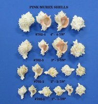 Pink mouth murex shells Wholesale 2-1/4 to 2-3/4 inches - 50 pieces @ .60 each