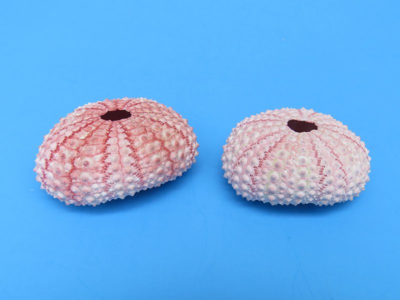 Wholesale pink sea urchins dried sea urchins