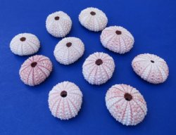 Pink sea urchins wholesale 1-1/4 to 1-3/4 - 200 pcs @ $.22 each