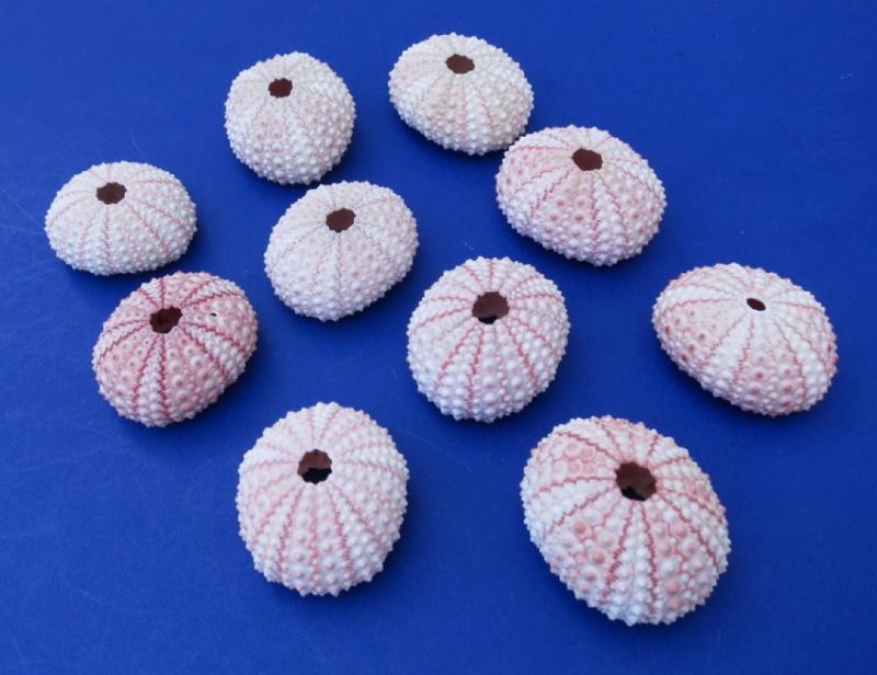Wholesale pink sea urchins dried sea urchins