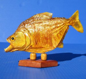 Taxidermy Piranha Fish on Stand Hand Picked 