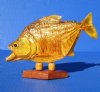 Wholesale Taxidermy Piranha Fish (Serralmus Pygoentrus) 7-1/4 inch to 8-1/2 inch on a decorative wooden base for display - $37.00 each; 5 pc or more @ $33.00 each (You will receive one similar to those pictured).